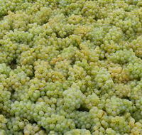 Normanby Wines - QLD Tourism