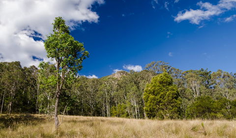 Brush Turkey Track - QLD Tourism 0