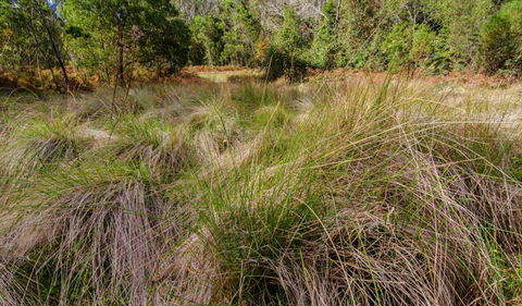 Brush Turkey Track - QLD Tourism 2