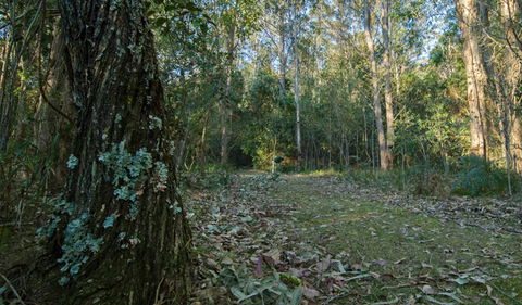 Brush Turkey Track - QLD Tourism 3