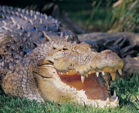 Featherdale Wildlife Park - QLD Tourism 1