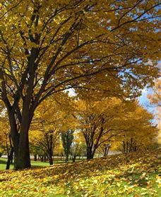 Centennial Park At Cooma - QLD Tourism 0