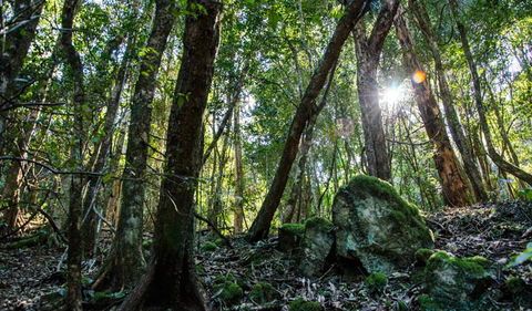 Copeland Tops State Conservation Area - QLD Tourism 0