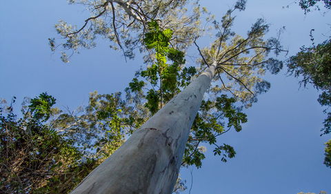 Copeland Tops State Conservation Area - QLD Tourism 1