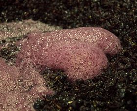 East Gippsland Wines - Queensland Tourism 3