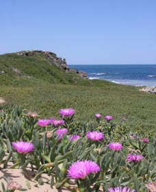 Penguin Island Boardwalks And Walk Trail - Queensland Tourism 3