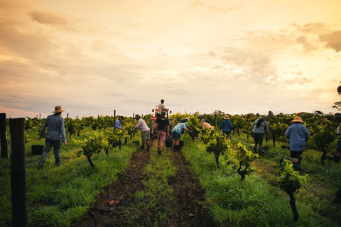 Tyrrells Vineyards - Queensland Tourism 1