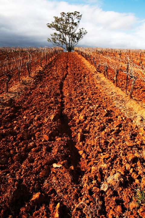 Tyrrells Vineyards - Queensland Tourism 3