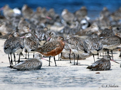 Cooloola Nature - QLD Tourism 0