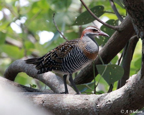 Cooloola Nature - QLD Tourism 1