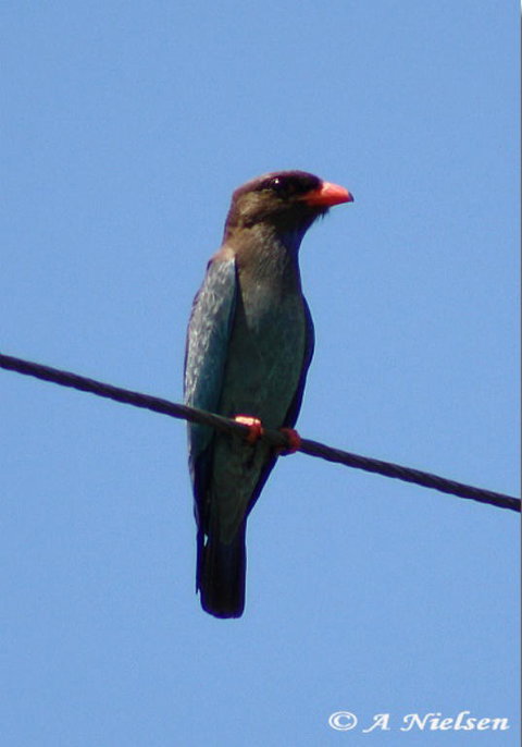 Cooloola Nature - QLD Tourism 2