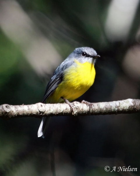 Cooloola Nature - QLD Tourism 4