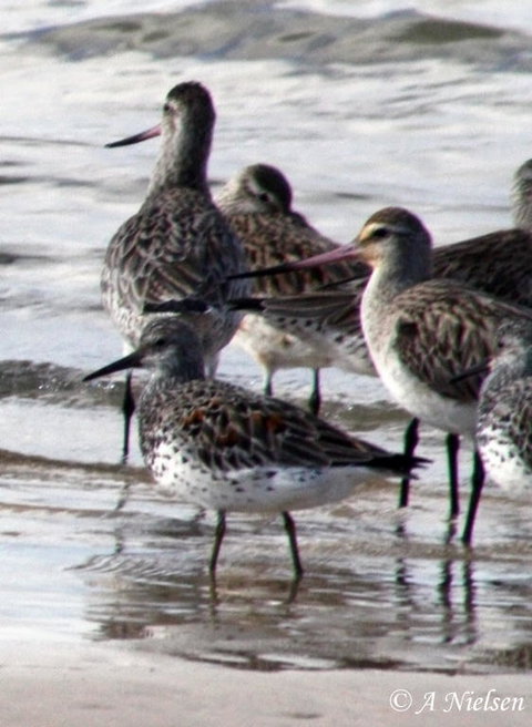 Cooloola Nature - QLD Tourism 5