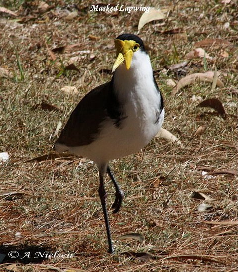 Cooloola Nature - QLD Tourism 6