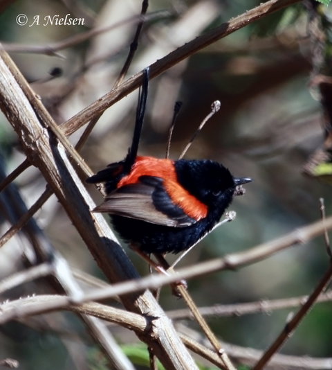 Cooloola Nature - QLD Tourism 7