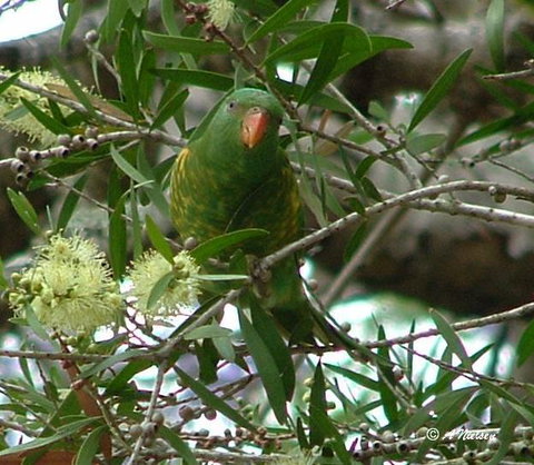 Cooloola Nature - QLD Tourism 8