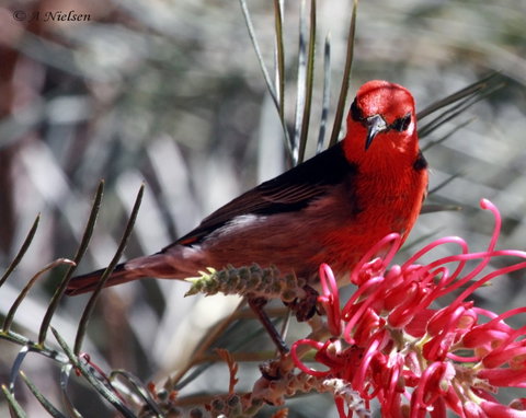 Cooloola Nature - QLD Tourism 9