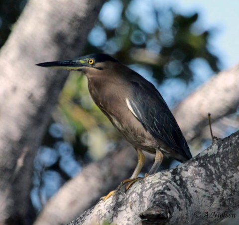 Cooloola Nature - QLD Tourism 10