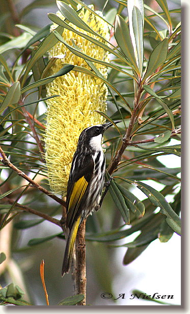 Cooloola Nature - QLD Tourism 11