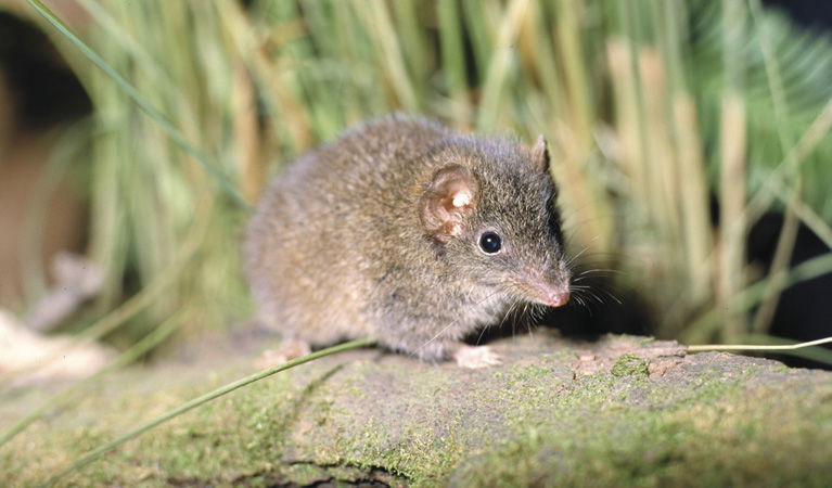 Wybung NSW QLD Tourism