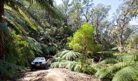Wadbilliga Road Drive - Queensland Tourism 3