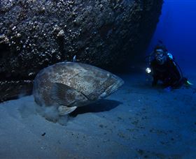 HMAS Brisbane Dive Site - QLD Tourism 3