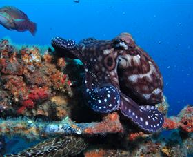 HMAS Brisbane Dive Site - QLD Tourism 2