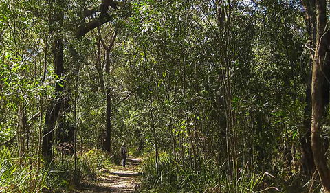 Sand Track Walk (south) - QLD Tourism 0