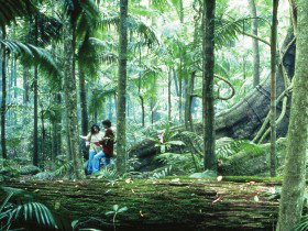 Illinbah Circuit - QLD Tourism 0