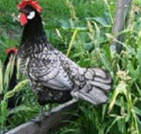 Merry Maidens Veggies - QLD Tourism