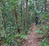 Blackbutt walking track - QLD Tourism