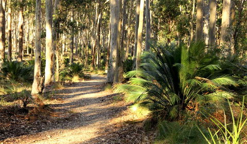 Square Head Track 2 - Queensland Tourism 0