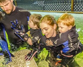 Irukandji Shark And Ray Encounters - QLD Tourism 0