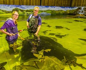 Irukandji Shark And Ray Encounters - QLD Tourism 3