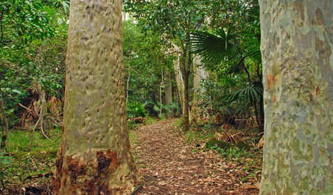 Depot Beach Rainforest Walk - Queensland Tourism 0