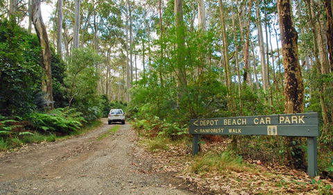Depot Beach Rainforest Walk - Queensland Tourism 1