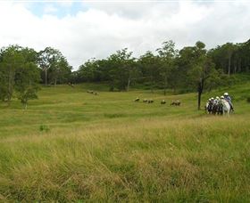 Numinbah Valley QLD QLD Tourism