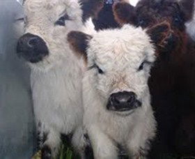 Honeycomb Valley Farm - QLD Tourism 3