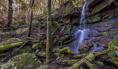 Coorabakh National Park - QLD Tourism 0