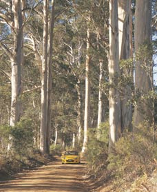 The Great Forest Trees Drive - thumb 2