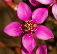 Flora - QLD Tourism