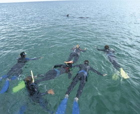 Dolphin Discovery Centre - QLD Tourism 2