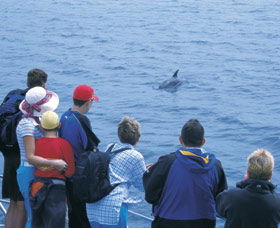 Dolphin Discovery Centre - QLD Tourism 3