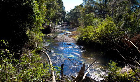 Coramba Nature Reserve - QLD Tourism 1