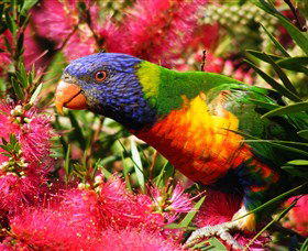 Box Cutting Rainforest Walk - Queensland Tourism 1