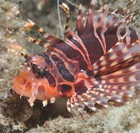 The Seaway Dive Site - Queensland Tourism