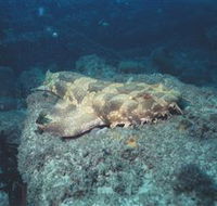 Scottish Prince Dive Site - Queensland Tourism