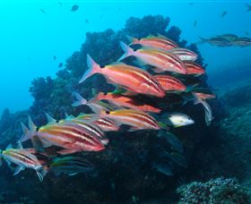 Flat Rock Dive Site - QLD Tourism 0