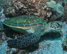 Flat Rock Dive Site - QLD Tourism 1