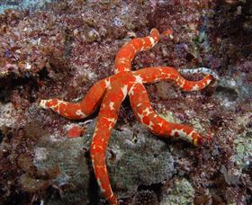 Flat Rock Dive Site - QLD Tourism 2
